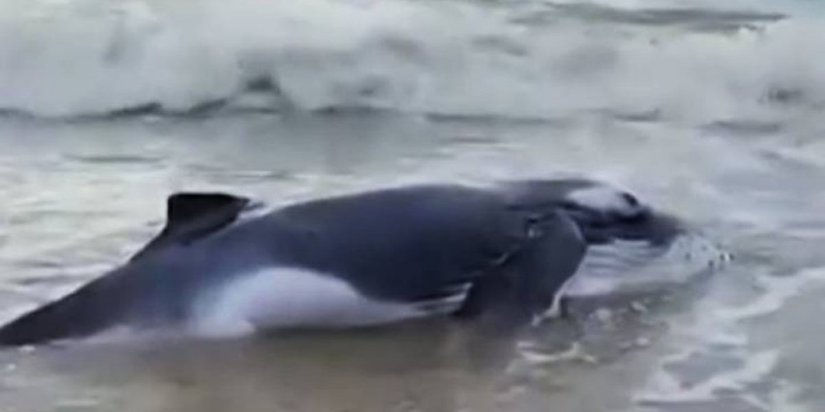 Filhote de jubarte encalhou em praia no extremo sul da Bahia