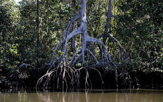 Estudos apontam que manguezais evitam que atmosfera absorva carbono