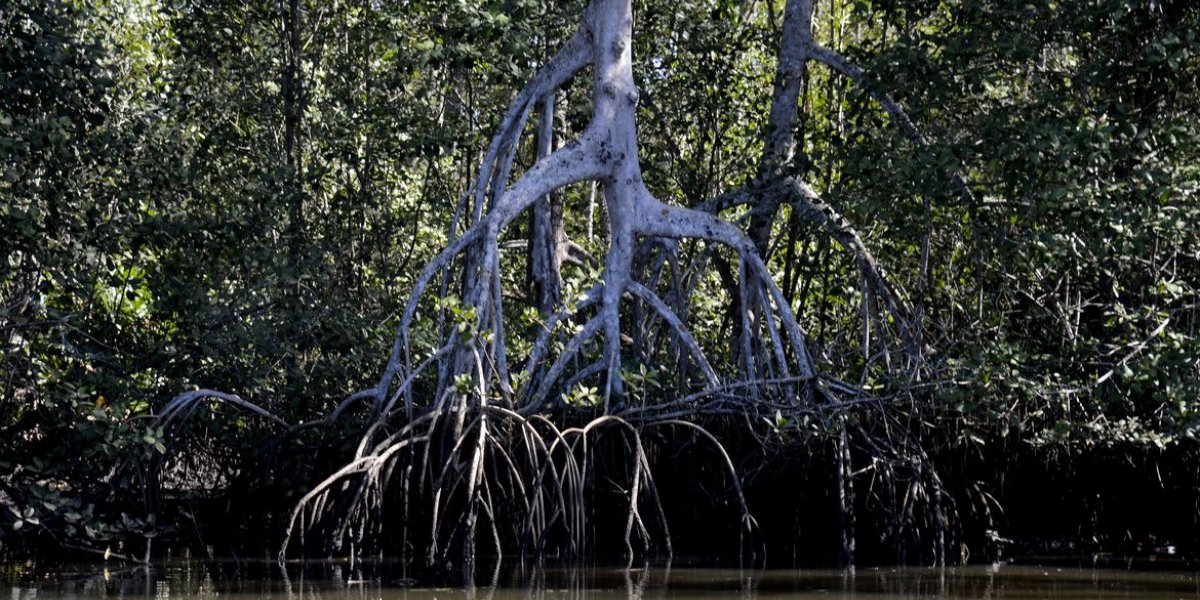 Estudos apontam que manguezais evitam que atmosfera absorva carbono