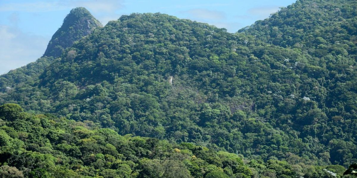 Desmatamento na Mata Atlântica cai 42% no acumulado do ano até maio