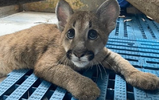 Filhote de onça-parda é trazido do RJ para o Zoológico de Salvador