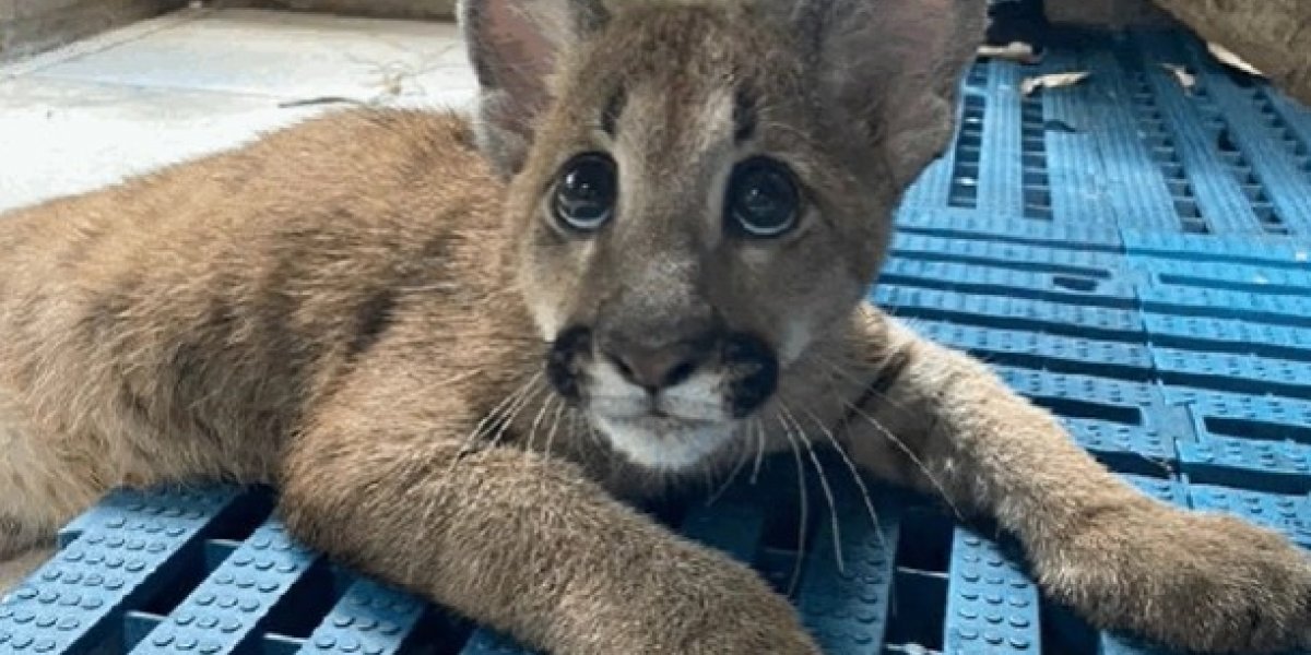 Filhote de onça-parda é trazido do RJ para o Zoológico de Salvador
