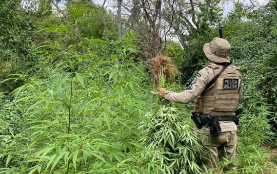 Polícia localiza e destrói cerca de 15 mil pés de maconha em interior da BA