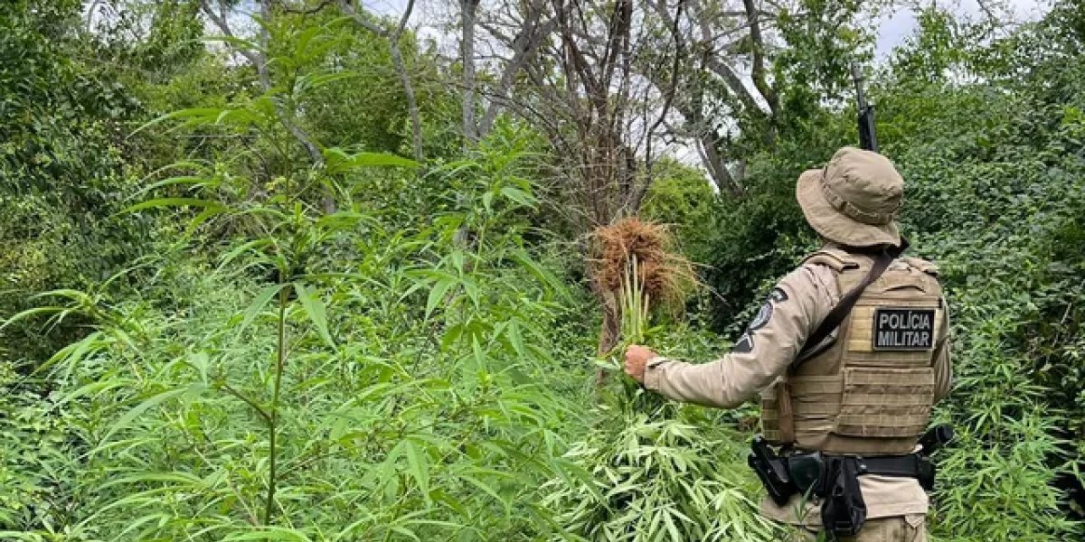 Polícia localiza e destrói cerca de 15 mil pés de maconha em interior da BA
