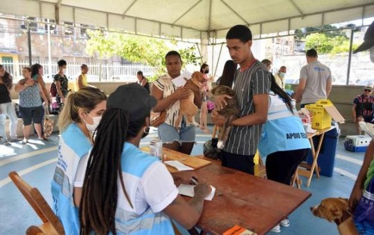 Salvador inicia campanha de vacinação antirrábica animal nesta segunda