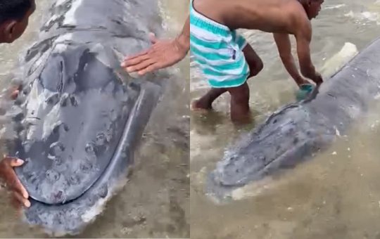 VÍDEO: Filhote de baleia encalha na praia de Itapuã