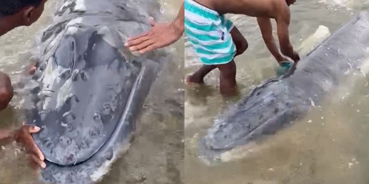 VÍDEO: Filhote de baleia encalha na praia de Itapuã