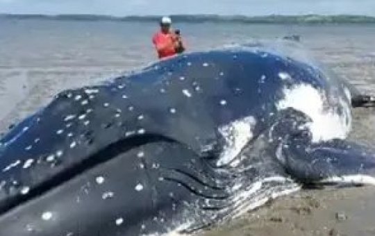 Baleia morre após encalhar em praia na Ilha da Formiga