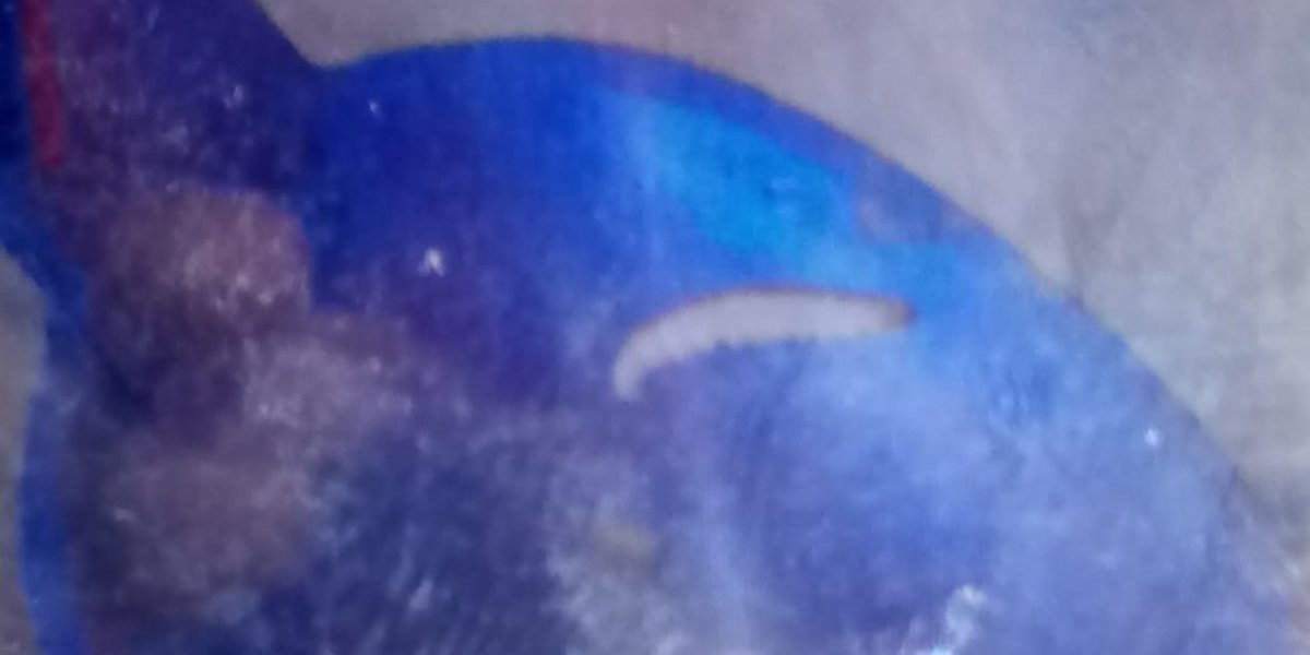 Pais denunciam larvas em merenda oferecida em escola estadual de Salvador