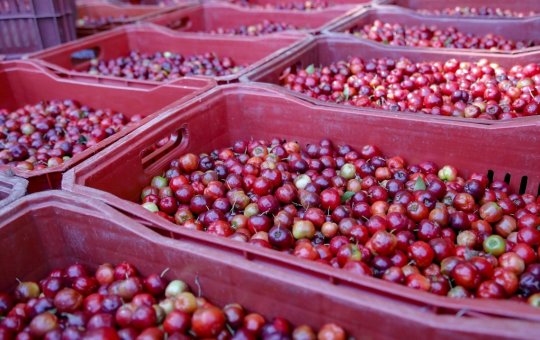 Doença de Chagas: morte na Bahia acende alerta para transmissão por alimentos