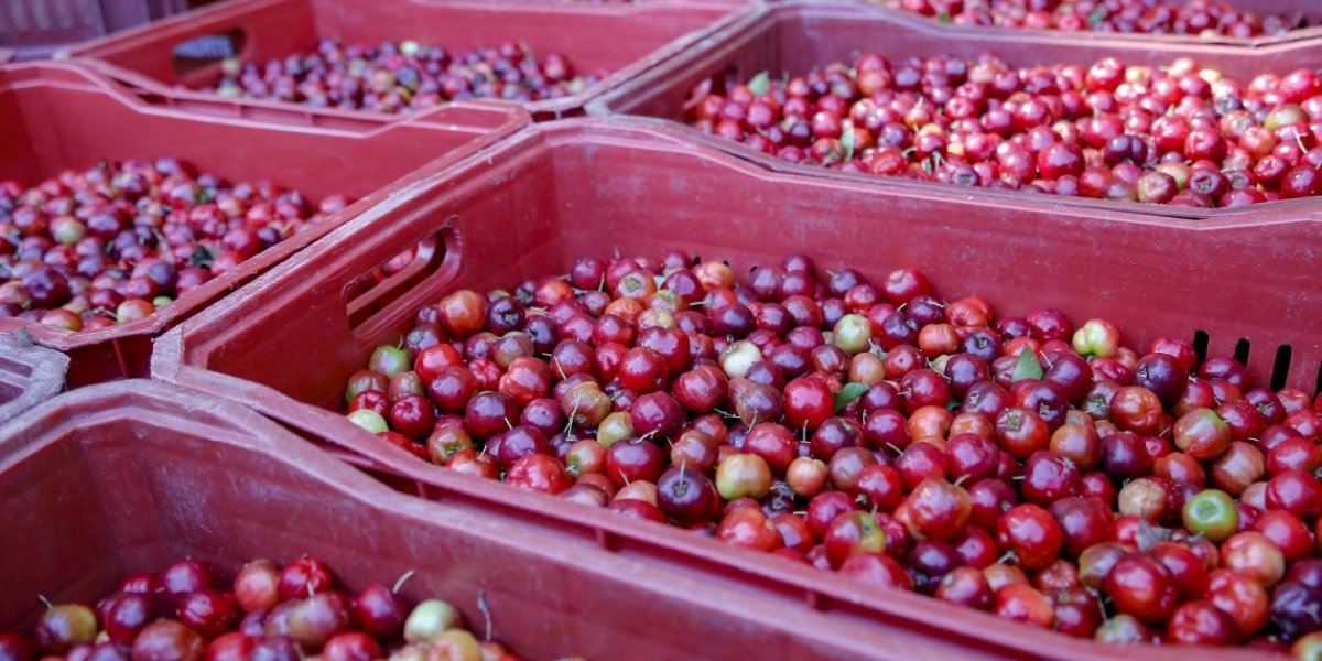Doença de Chagas: morte na Bahia acende alerta para transmissão por alimentos
