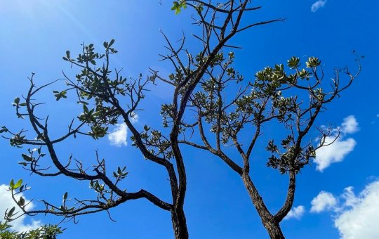 Alertas de desmatamento batem recorde no Cerrado