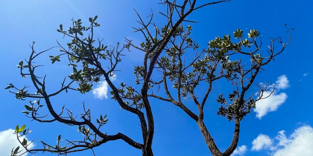 Alertas de desmatamento batem recorde no Cerrado
