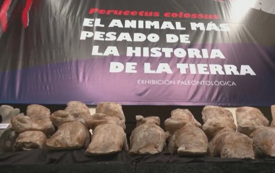 Paleóntologos encontram fóssil de animal mais pesado da história