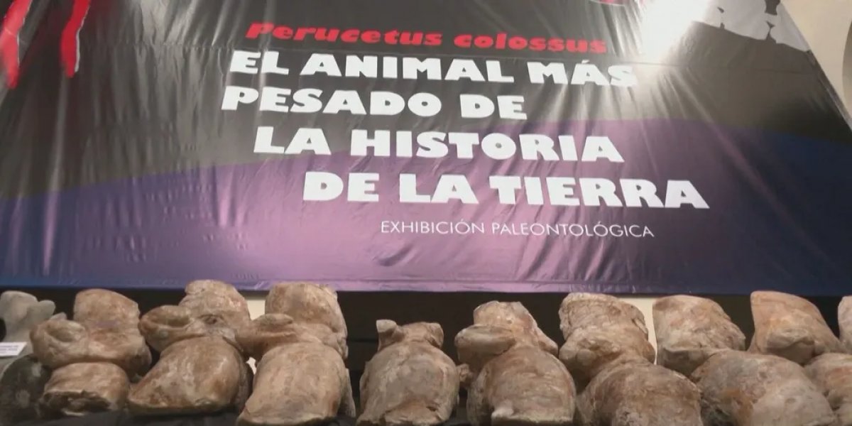 Paleóntologos encontram fóssil de animal mais pesado da história