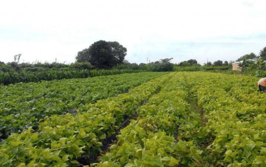 Governo lança Plano Safra para agricultura familiar da Amazônia