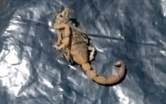 Bebê de dois anos morre após suspeita de picada de escorpião no sul da BA