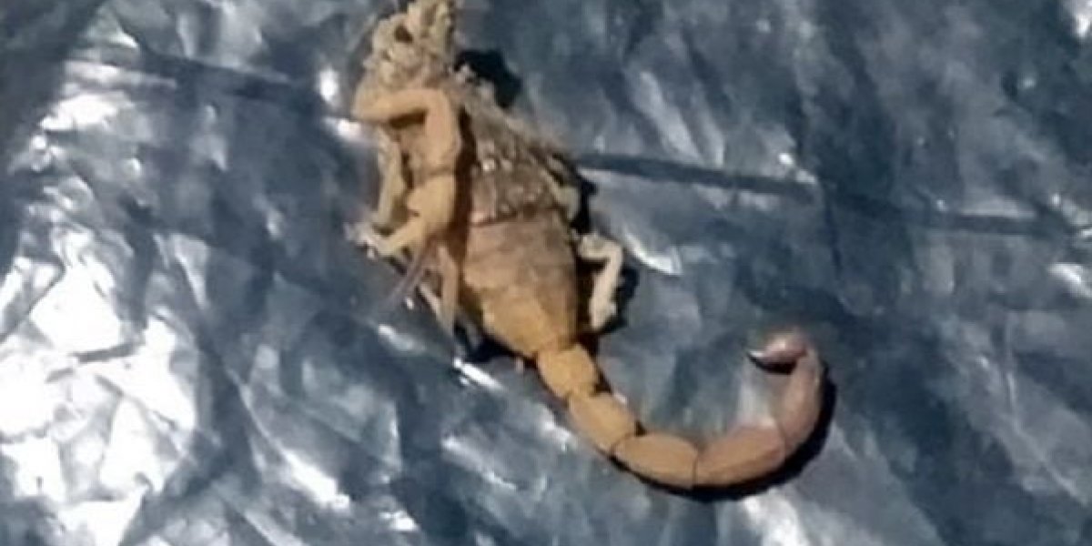 Bebê de dois anos morre após suspeita de picada de escorpião no sul da BA