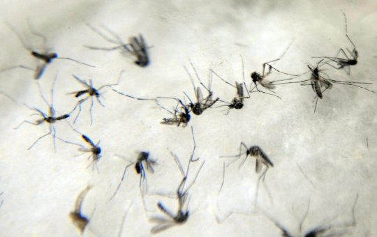 Casos de zika sobem mais de 80% na Bahia em 2023; Salvador tem 591 registros