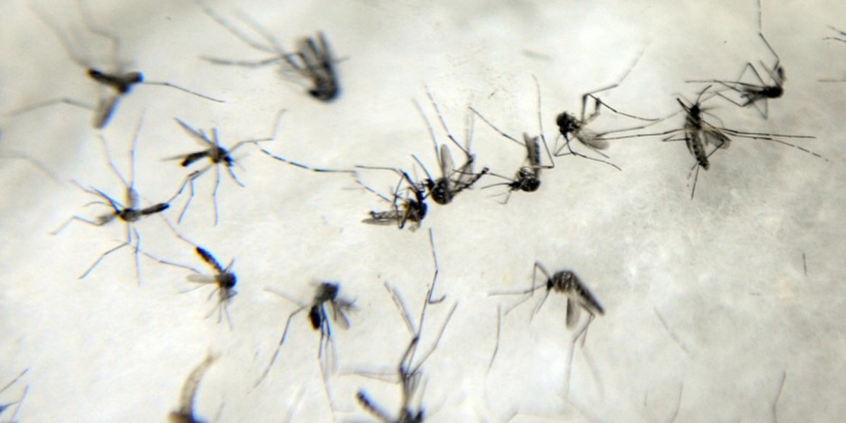 Casos de zika sobem mais de 80% na Bahia em 2023; Salvador tem 591 registros