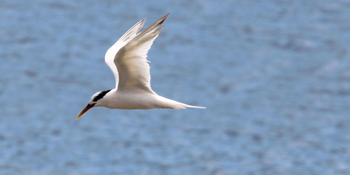 Governo de SP decreta estado de emergência por gripe aviária