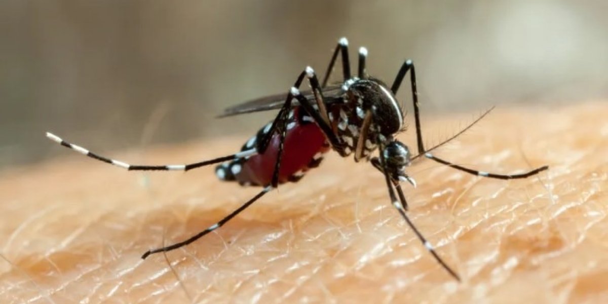 Notificações de zika vírus aumentam no país em relação a 2022