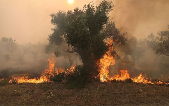 Incêndios se espalham por Grécia, Espanha e Itália