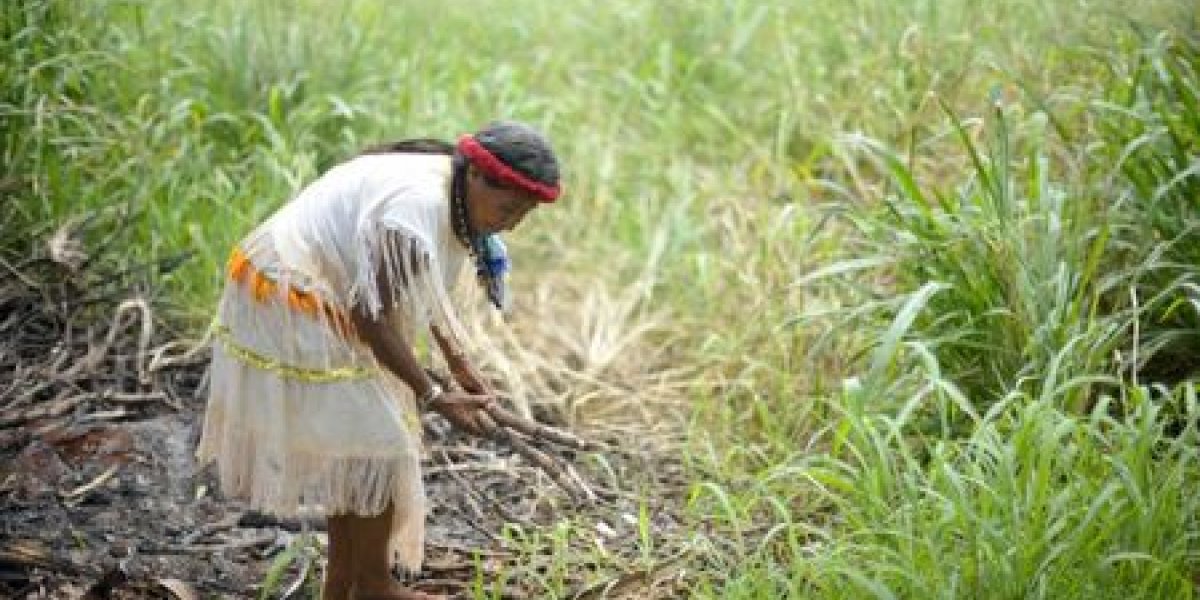 CMN flexibiliza crédito a agricultores de áreas com riscos climáticos