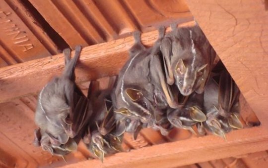 Morcego infectado com vírus da raiva é encontrado em Feira de Santana