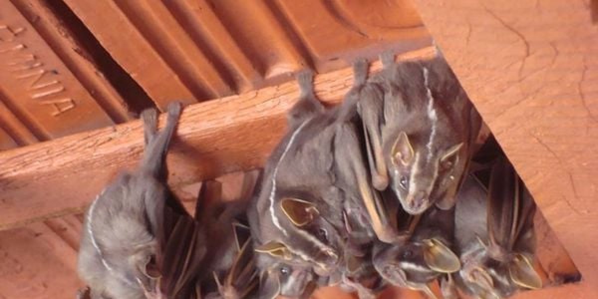 Morcego infectado com vírus da raiva é encontrado em Feira de Santana