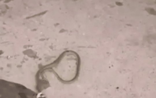 Cobra é encontrada em bebedouro de escola no interior da BA