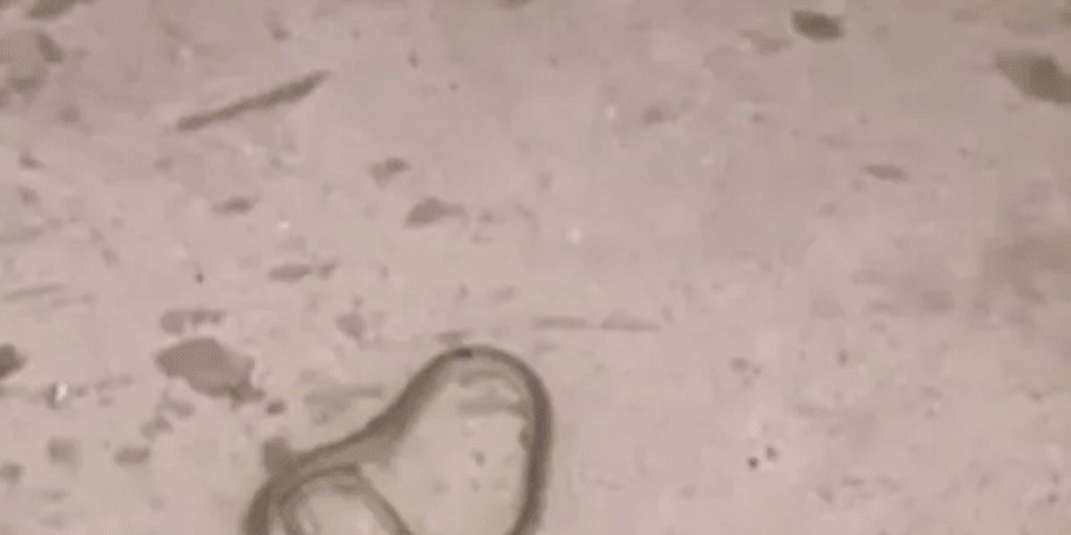 Cobra é encontrada em bebedouro de escola no interior da BA