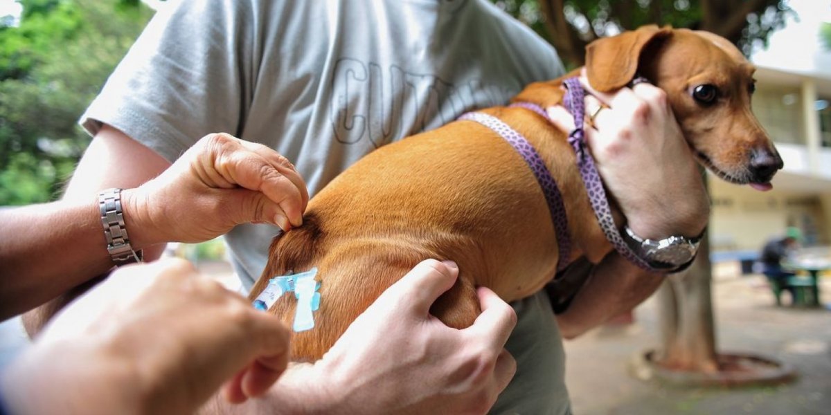Secretaria da Saúde de Salvador promove campanha de vacinação antirrábica