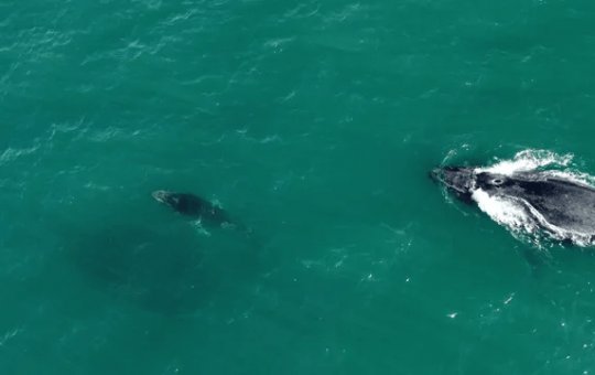 ‘Rolê’ no litoral baiano: Homem filma passeio de baleia e filhote em Itapuã