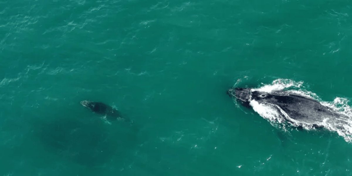 ‘Rolê’ no litoral baiano: Homem filma passeio de baleia e filhote em Itapuã