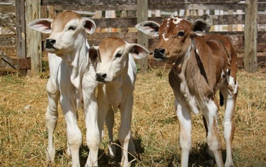 Fenômeno raro: vaca dá à luz a trigêmeos no interior da BA