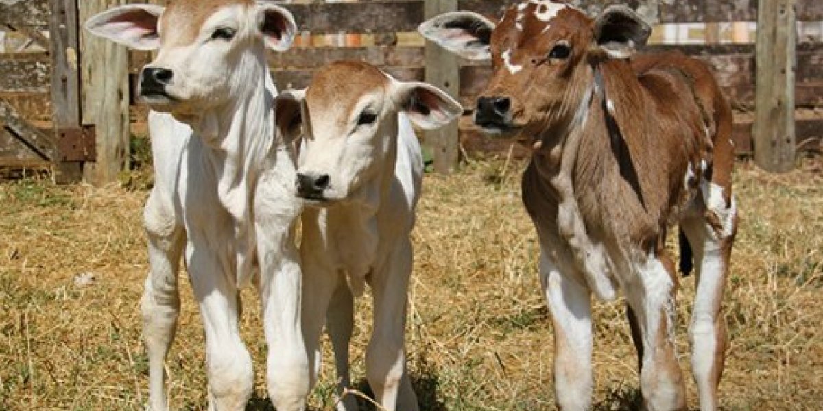 Fenômeno raro: vaca dá à luz a trigêmeos no interior da BA