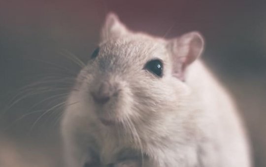 Armadilha para pegar rato viraliza nas redes sociais