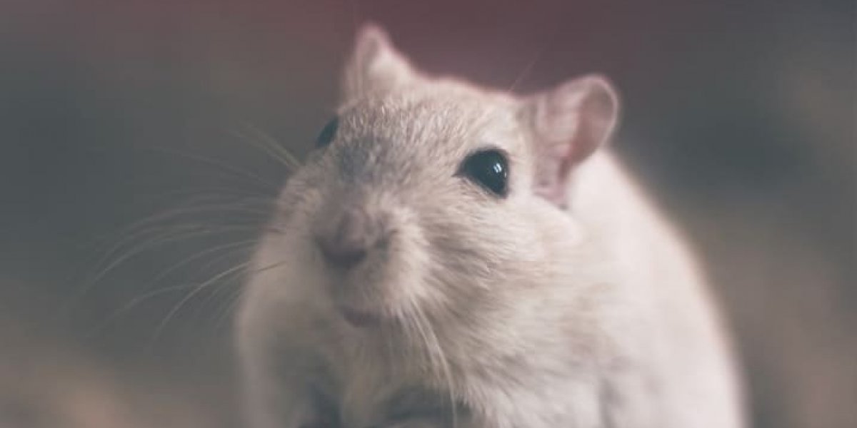 Armadilha para pegar rato viraliza nas redes sociais