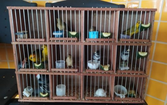 300 aves transportadas de forma precária são resgatadas em Paulo Afonso na BA