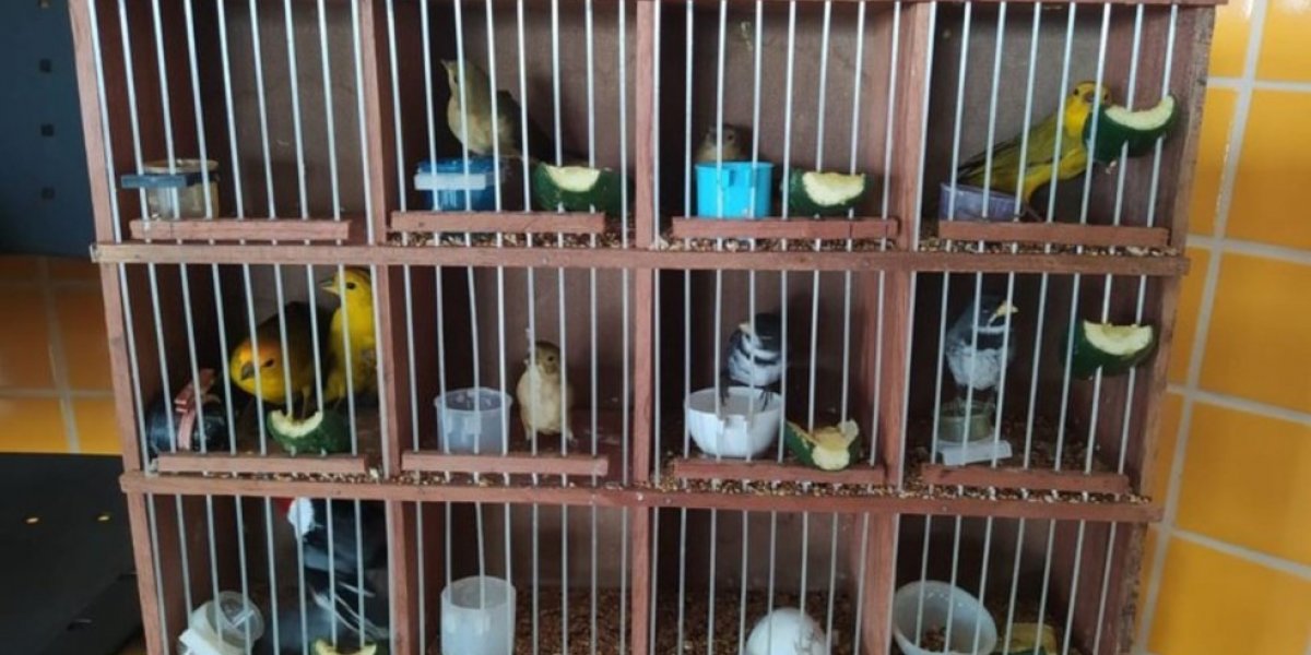 300 aves transportadas de forma precária são resgatadas em Paulo Afonso na BA