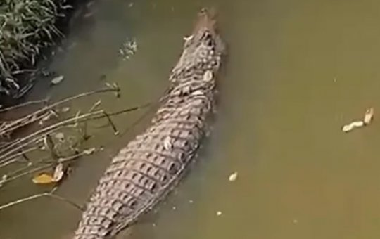 Jacaré é encontrado dentro de rio em Cajazeiras