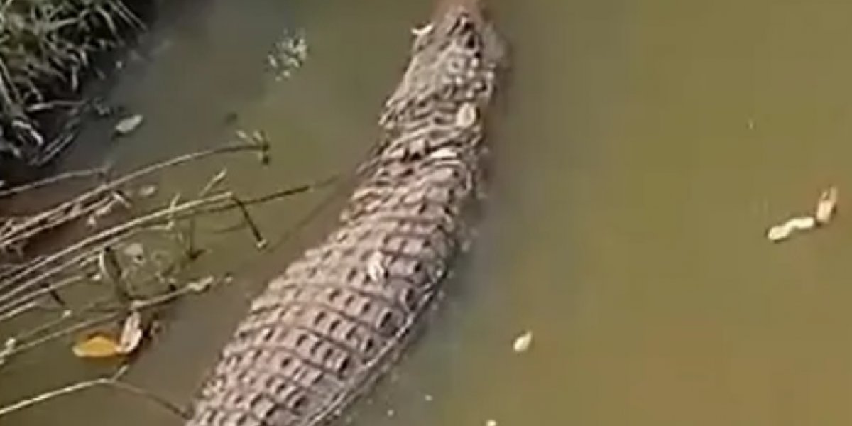 Jacaré é encontrado dentro de rio em Cajazeiras