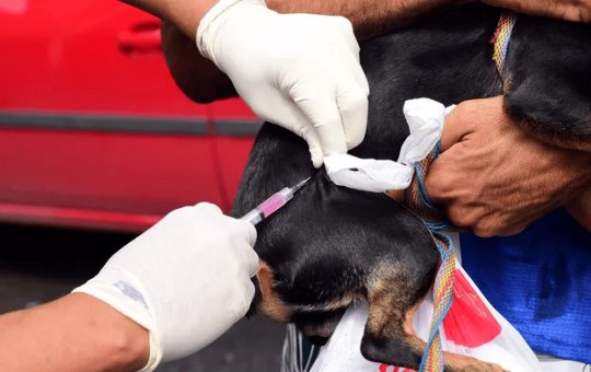 Vacinação Antirrábica: Campanha é prorrogada até 30 de setembro
