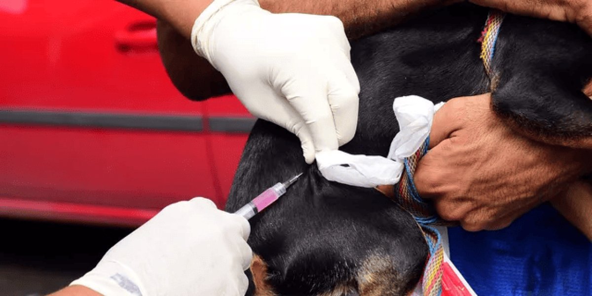 Vacinação Antirrábica: Campanha é prorrogada até 30 de setembro