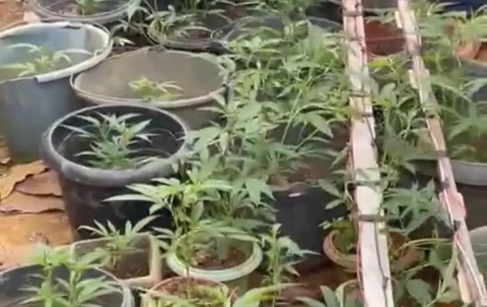 Polícia Militar encontra cerca de 2 mil pés de maconha na zona rural de Itacaré 