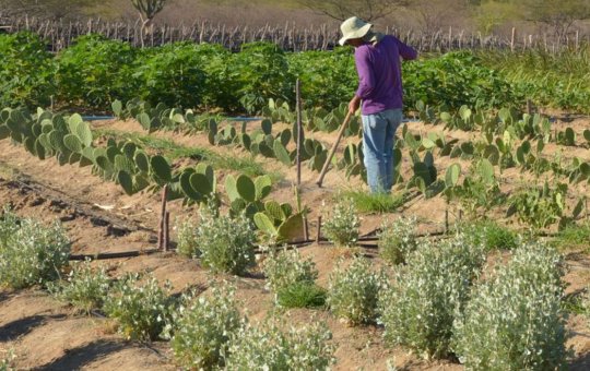 Inadimplência atinge 28% dos produtores rurais no país