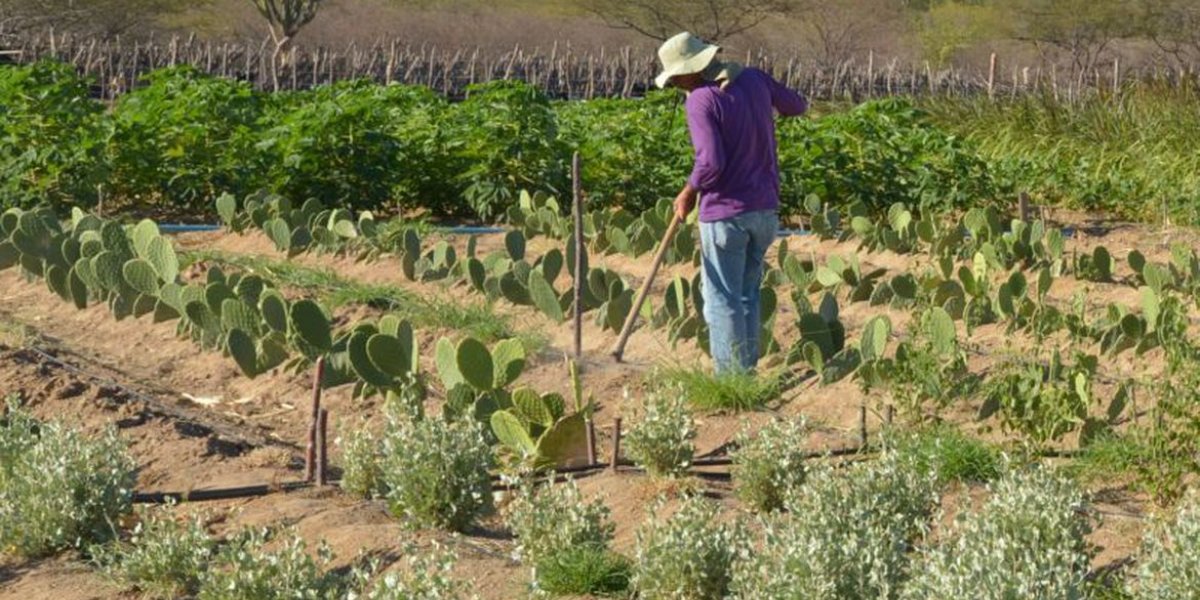 Inadimplência atinge 28% dos produtores rurais no país