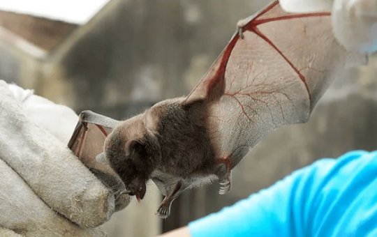 Feira de Santana: Novos casos de raiva em morcegos são confirmados