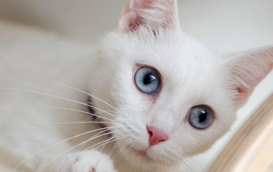 Gatinho viraliza na web por dormir em uma posição inusitada